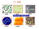 北京版生物八年级下册13.2《原核生物界》课件