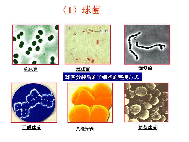 北京版生物八年级下册13.2《原核生物界》课件第3页