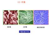 北京版生物八年级下册13.2《原核生物界》课件
