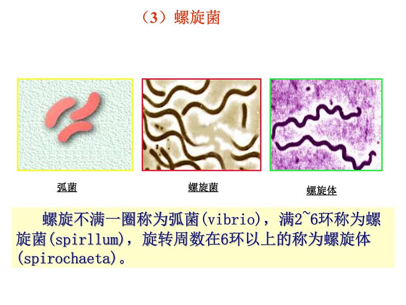 北京版生物八年级下册13.2《原核生物界》课件第5页