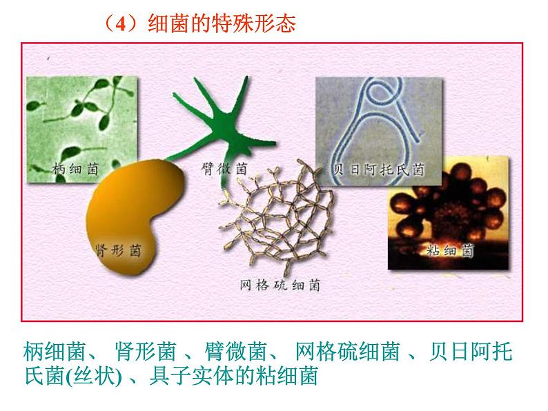 北京版生物八年级下册13.2《原核生物界》课件第6页