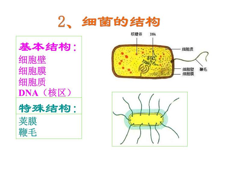 北京版生物八年级下册13.2《原核生物界》课件第7页