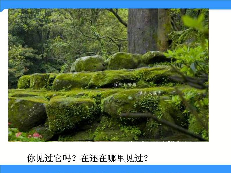 北京版生物八年级下册13.4《植物》课件05