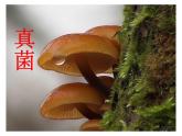 北京版生物八年级下册13.5《真菌》课件