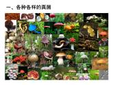 北京版生物八年级下册13.5《真菌》课件