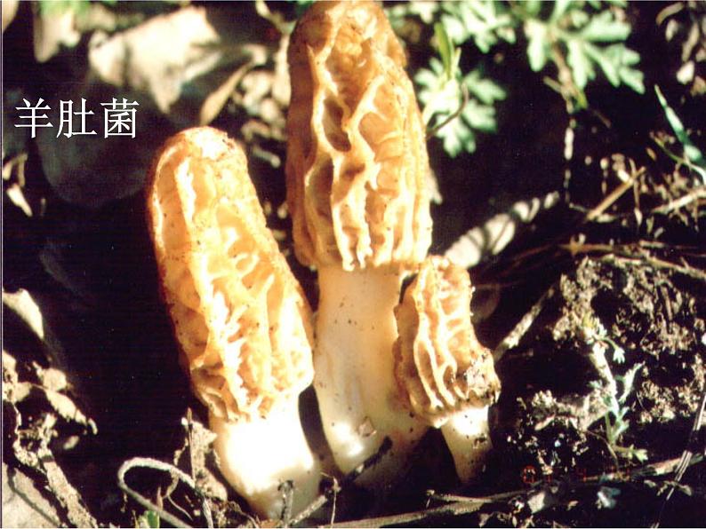 北京版生物八年级下册13.5《真菌》课件07