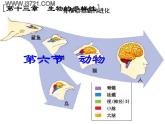 北京版生物八年级下册13.6《动物》ppt课件