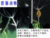 北京版生物八年级下册13.6《动物》ppt课件