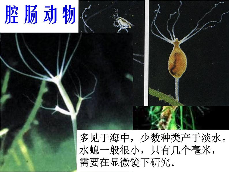 北京版生物八年级下册13.6《动物》ppt课件02