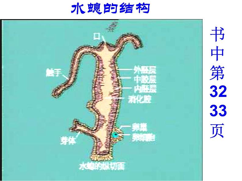 北京版生物八年级下册13.6《动物》ppt课件03