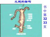 北京版生物八年级下册13.6《动物》ppt课件