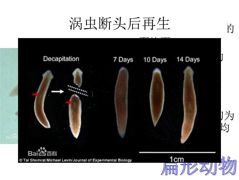 北京版生物八年级下册13.6《动物》ppt课件08