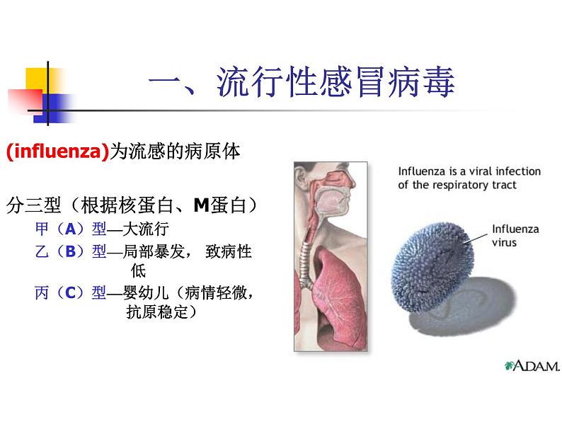 北京版生物八年级下册13.7《病毒》ppt课件04