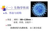 北京版生物八年级下册13.7《病毒》ppt课件