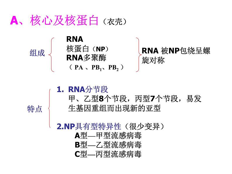 北京版生物八年级下册13.7《病毒》ppt课件06