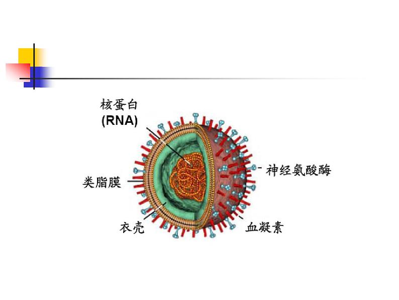 北京版生物八年级下册13.7《病毒》ppt课件07