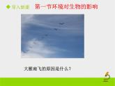 北京版生物八年级下册14.1《环境对生物的影响》课件第一课时