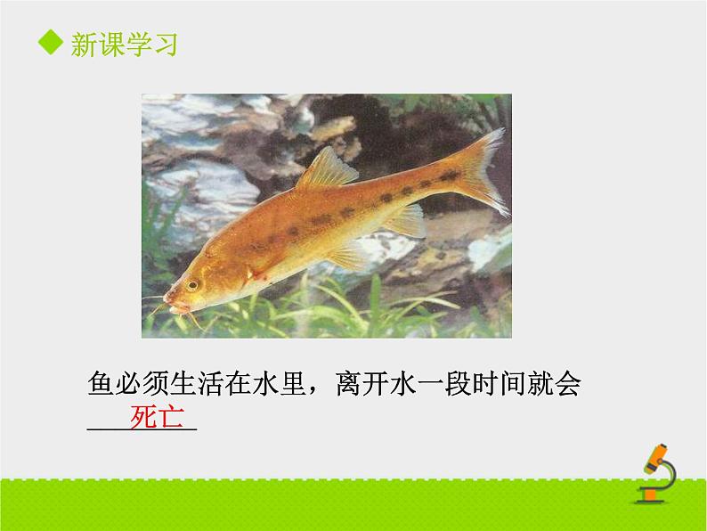 北京版生物八年级下册14.1《环境对生物的影响》课件第一课时第6页