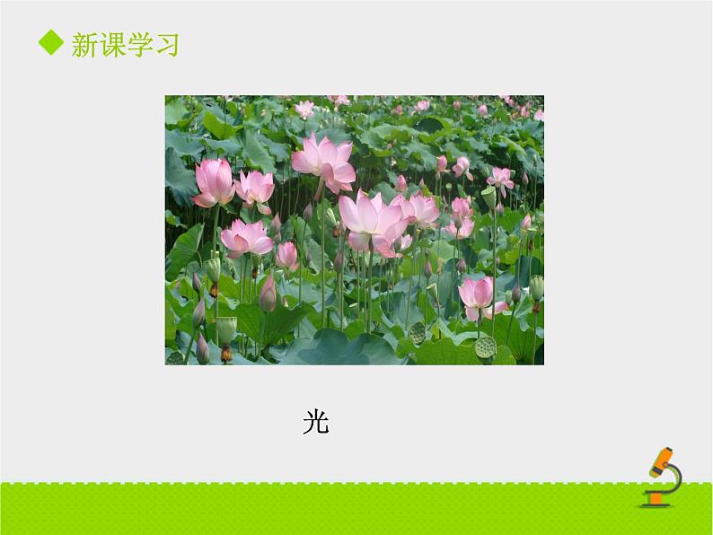 北京版生物八年级下册14.1《环境对生物的影响》课件第一课时第8页