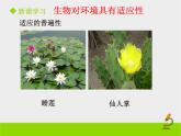 北京版生物八年级下册14.2《生物对环境的适应和影响》课件第一课时
