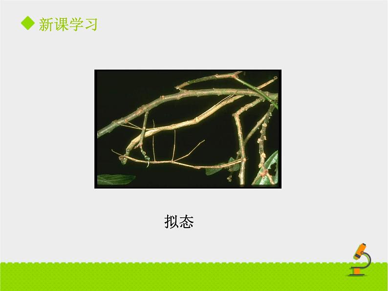 北京版生物八年级下册14.2《生物对环境的适应和影响》课件第一课时05