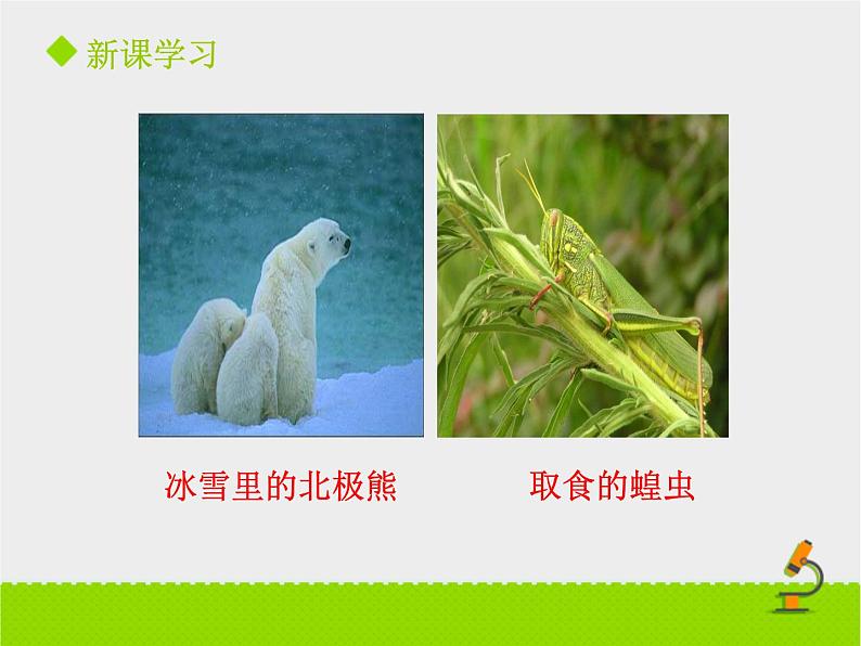 北京版生物八年级下册14.2《生物对环境的适应和影响》课件第一课时07