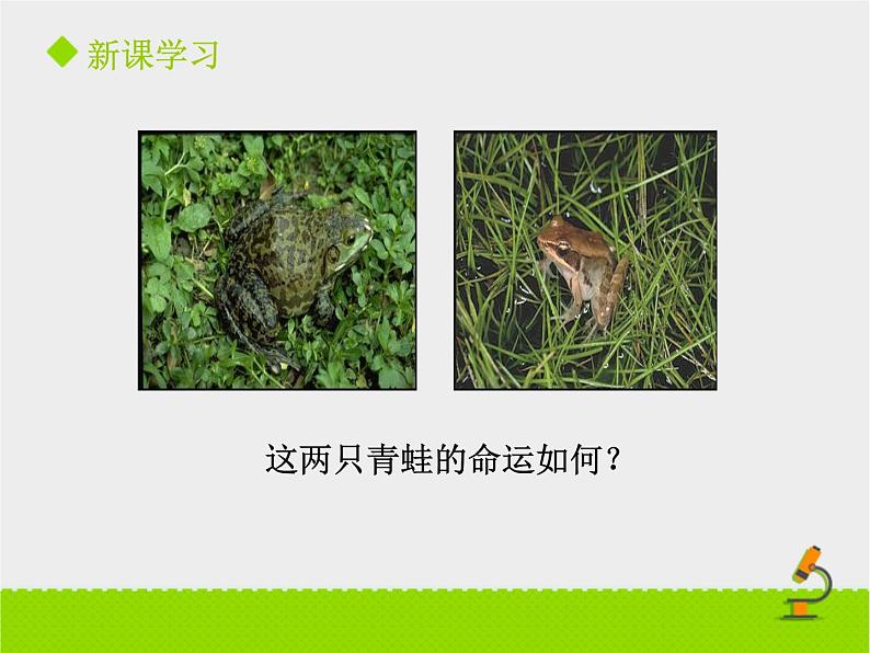 北京版生物八年级下册14.2《生物对环境的适应和影响》课件第一课时08