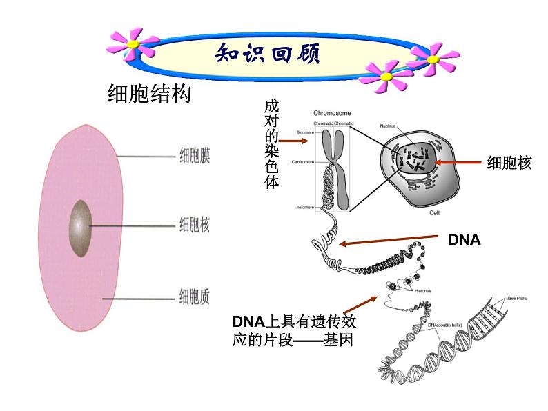 北京版生物八年级下册16.2《现代生物技术的发展》课件02