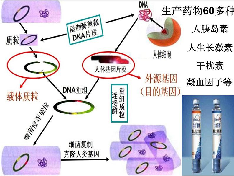 北京版生物八年级下册16.2《现代生物技术的发展》课件07