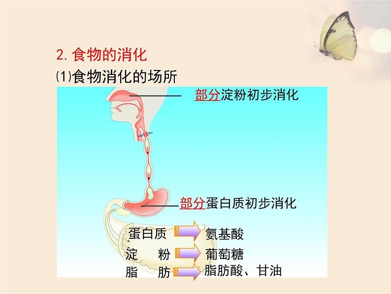 济南版七年级下册《消化和吸收》第2课时 PPT课件08
