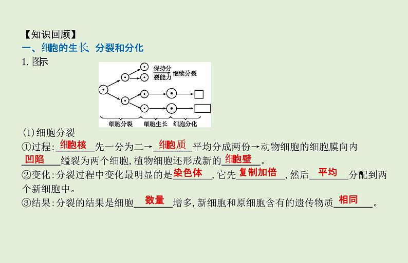 2021年春人教版生物中考教材梳理：第2单元 动植物体的结构层次  课件02