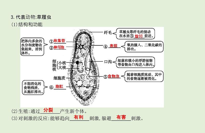 2021年春人教版生物中考教材梳理：第2单元 动植物体的结构层次  课件07