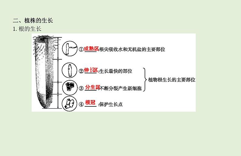 2021年春人教版生物中考教材梳理：第3单元 被子植物的一生  课件03