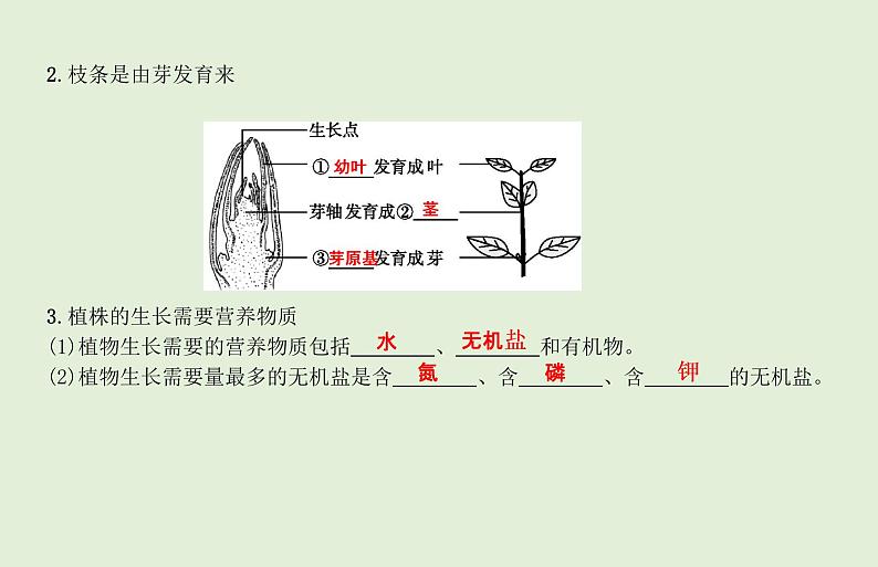 2021年春人教版生物中考教材梳理：第3单元 被子植物的一生  课件04