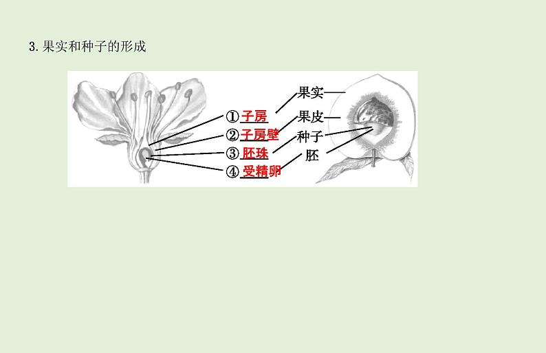 2021年春人教版生物中考教材梳理：第3单元 被子植物的一生  课件06