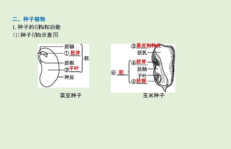 2021年春人教版生物中考教材梳理：第3单元 植物的种类及种子的结构  课件03