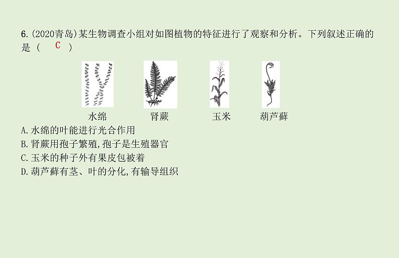 2021年春人教版生物中考教材梳理：第3单元 植物的种类及种子的结构  课件08