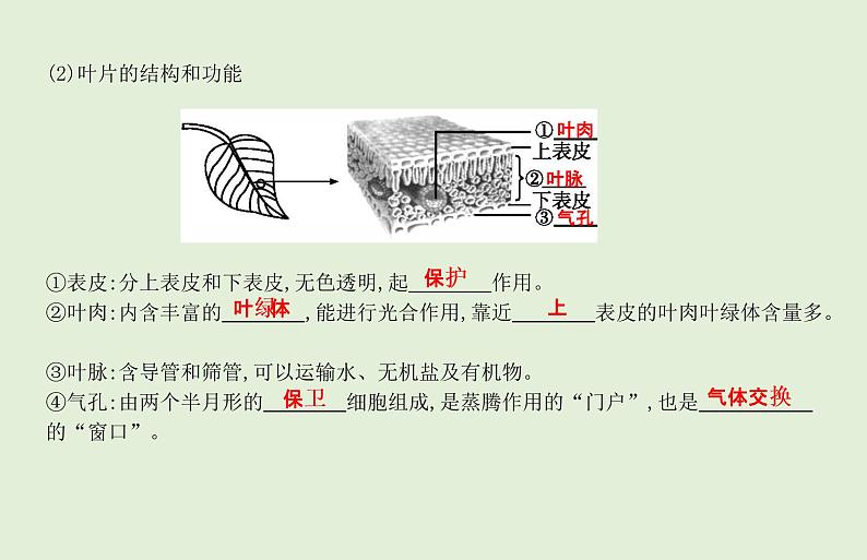 2021年春人教版生物中考教材梳理：第3单元 绿色植物与生物圈的水循环  课件05