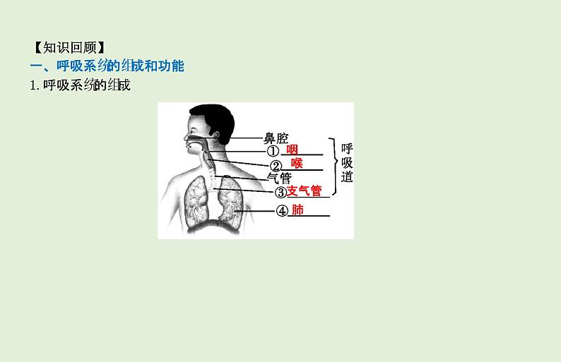 2021年春人教版生物中考教材梳理：第4单元 人体的呼吸  课件02