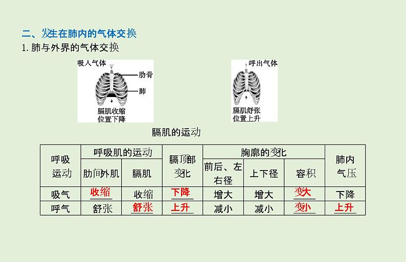 2021年春人教版生物中考教材梳理：第4单元 人体的呼吸  课件04