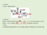 2021年春人教版生物中考教材梳理：第4单元 人的由来  课件