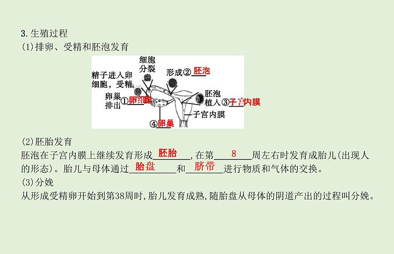 2021年春人教版生物中考教材梳理：第4单元 人的由来  课件04