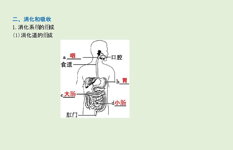 2021年春人教版生物中考教材梳理：第4单元 人体的营养   课件05