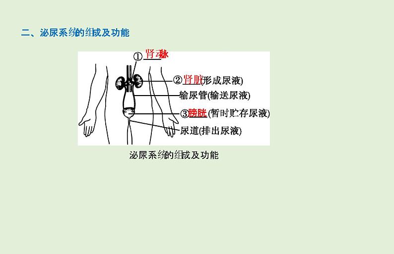 2021年春人教版生物中考教材梳理：第4单元 人体内废物的形成和排出  课件03