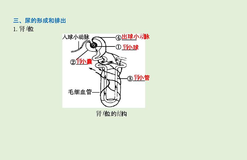 2021年春人教版生物中考教材梳理：第4单元 人体内废物的形成和排出  课件04