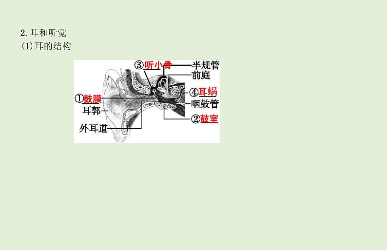 2021年春人教版生物中考教材梳理：第4单元 人体生命活动的调节 人类活动对生物圈的影响  课件04