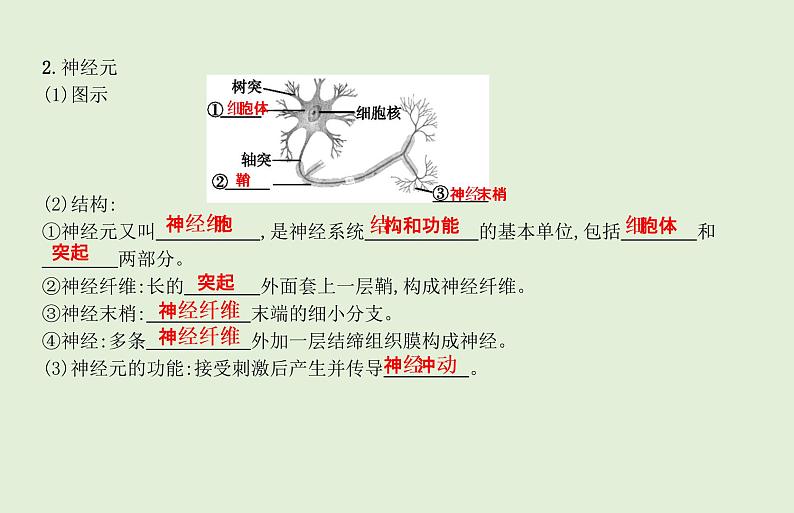 2021年春人教版生物中考教材梳理：第4单元 人体生命活动的调节 人类活动对生物圈的影响  课件07