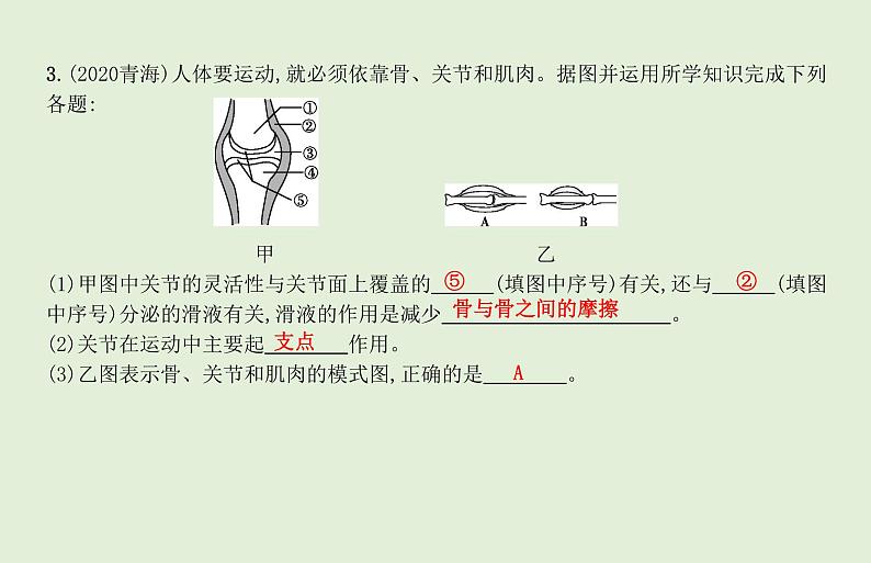 2021年春人教版生物中考教材梳理：第5单元 动物的运动和行为 动物在生物圈中的作用 课件08