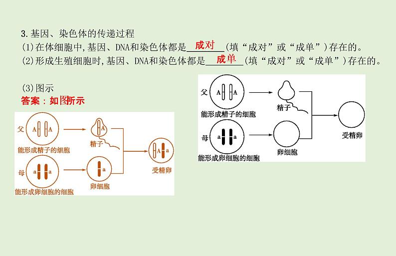 2021年春人教版生物中考教材梳理：第7单元 生物的遗传与变异  课件04