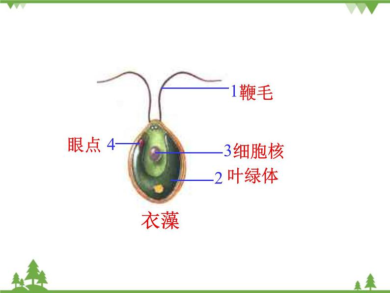 鲁科版（五四学制）生物六年级下册 1.1《藻类植物》ppt课件07